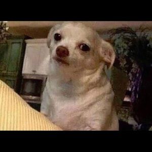 Meet your Posher, Rhea